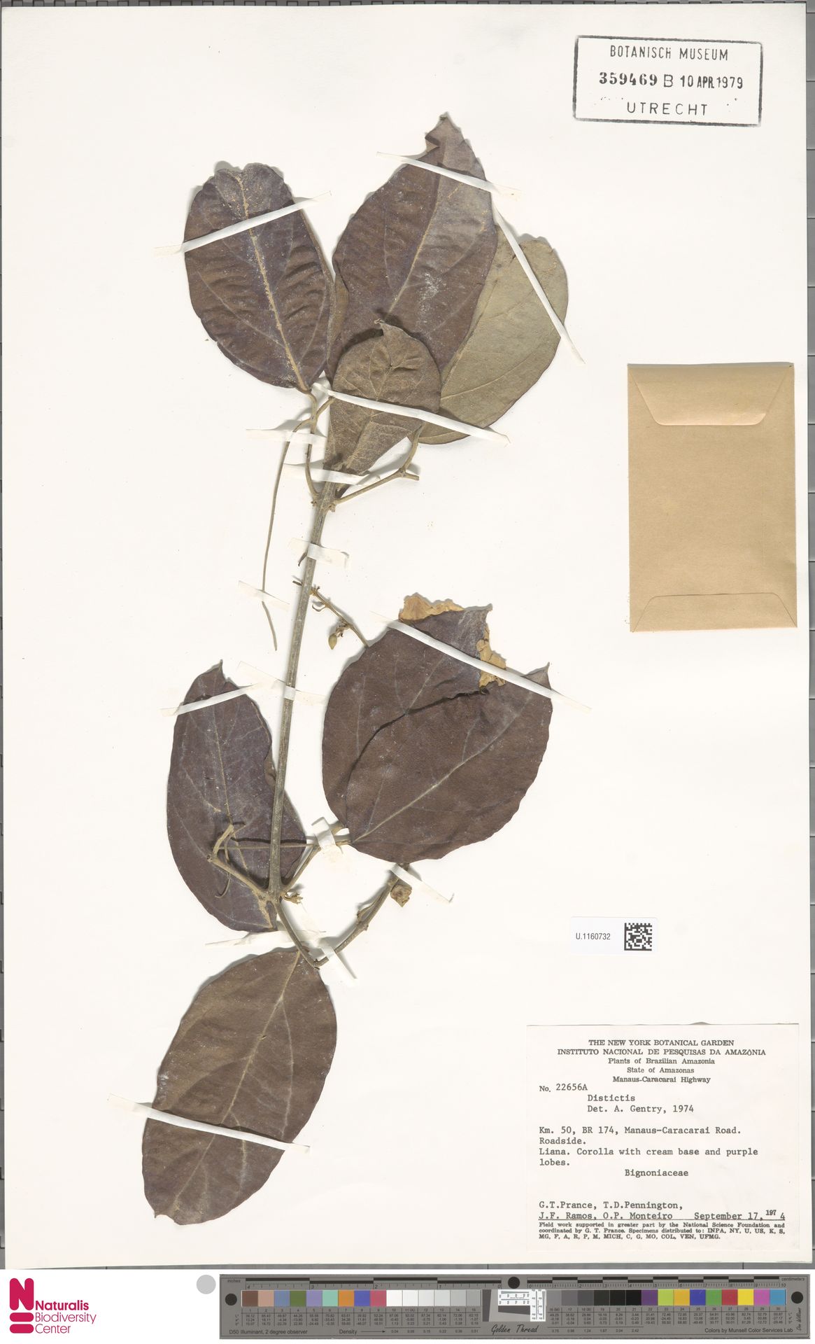 Cipó-trombeta Riversii Imperial