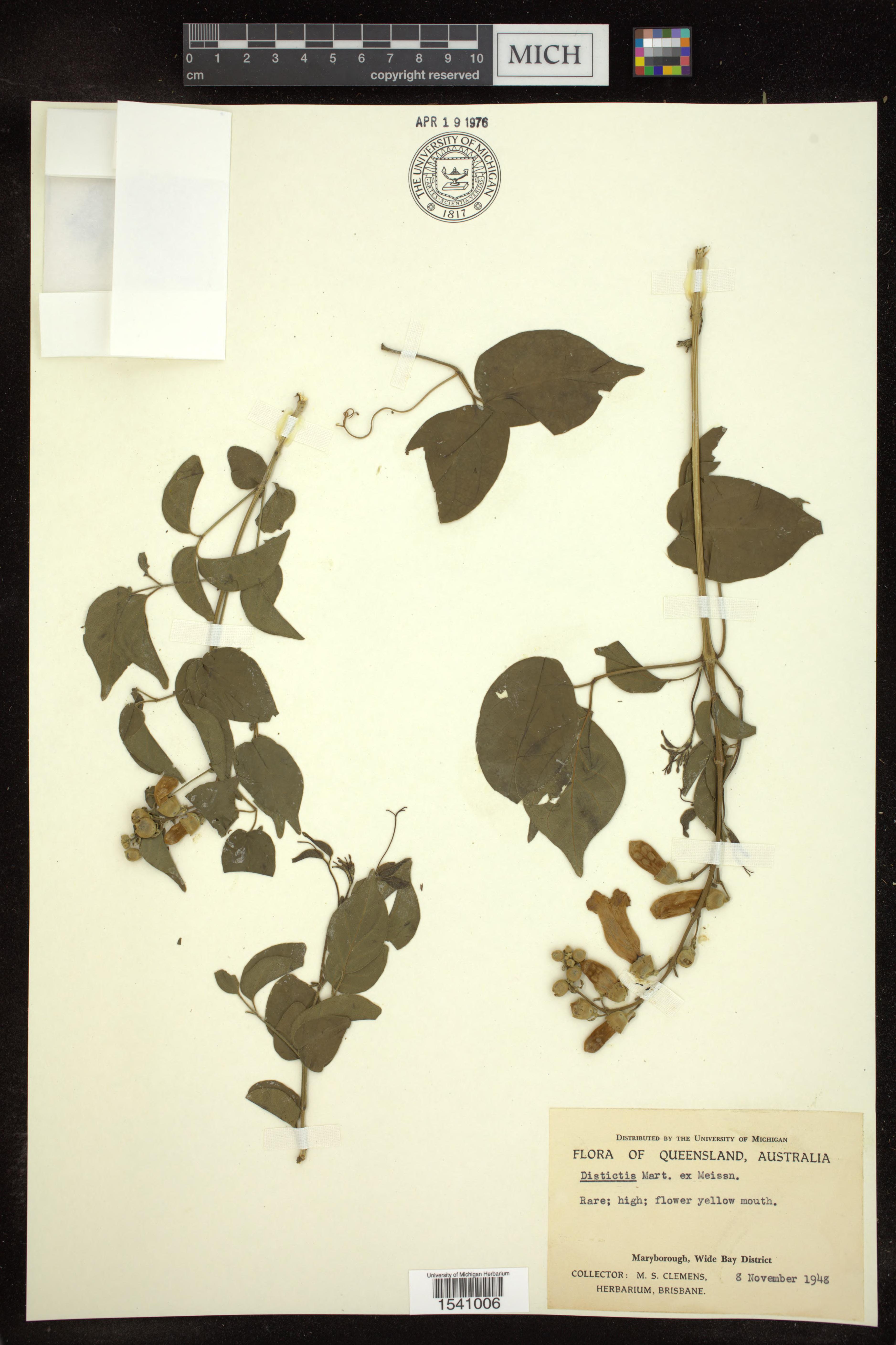 Cipó-trombeta Riversii Imperial