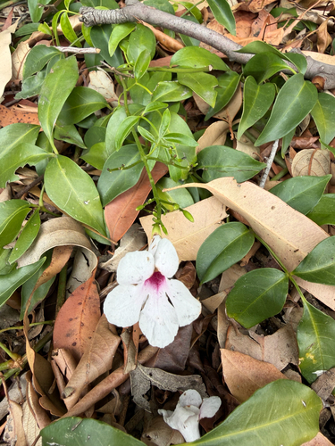 Pandorea-rosa de Cerca (Bignônia-branca)