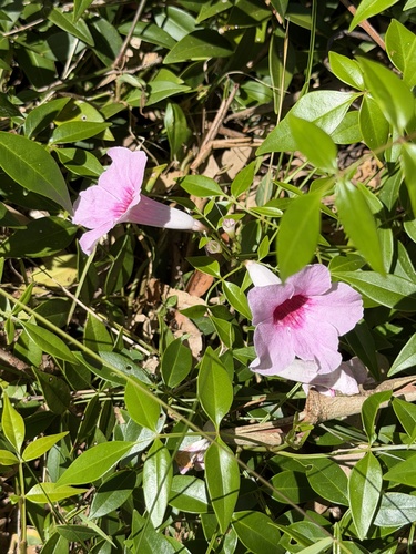 Pandorea-rosa de Cerca (Bignônia-branca)