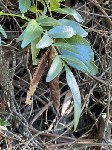 Pandorea-wonga-wonga Australiana