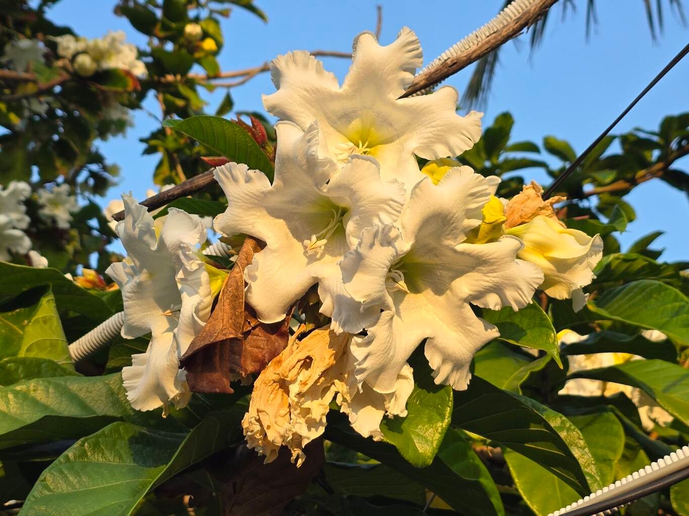 Arauto-da-primavera Branco Gigante