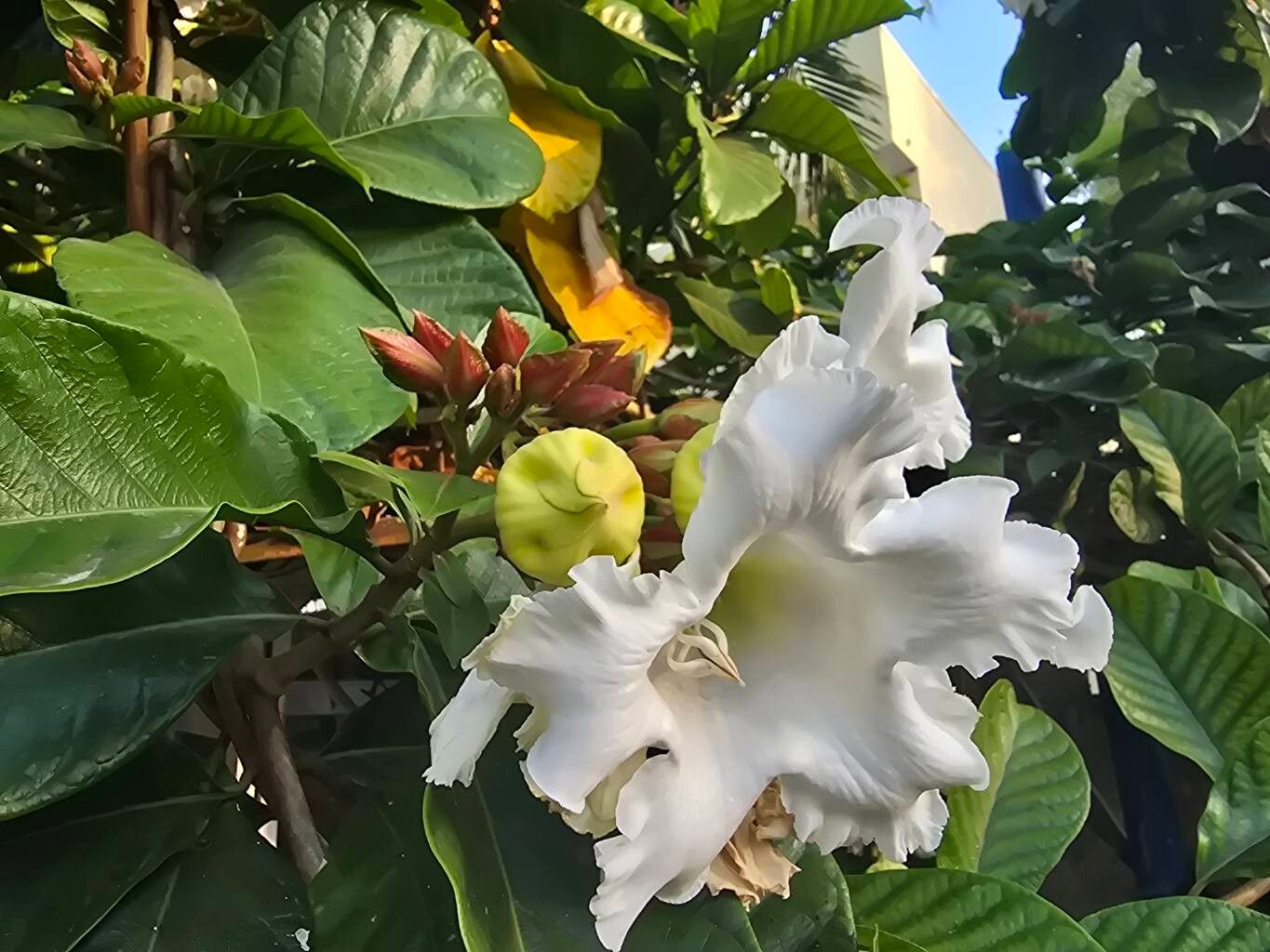 Arauto-da-primavera Branco Gigante