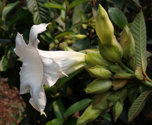 Arauto-da-primavera Branco Gigante