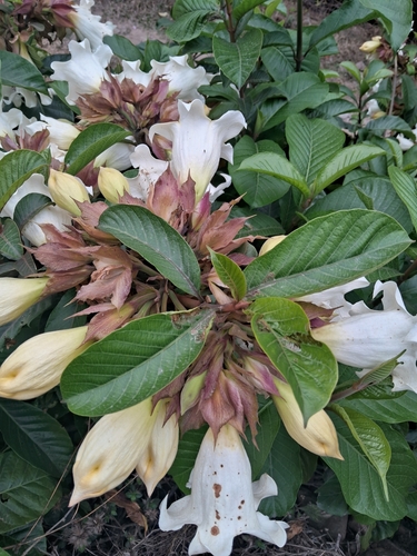 Arauto-da-primavera Branco Gigante