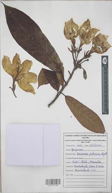 Arauto de Flor Média Jerdoniana