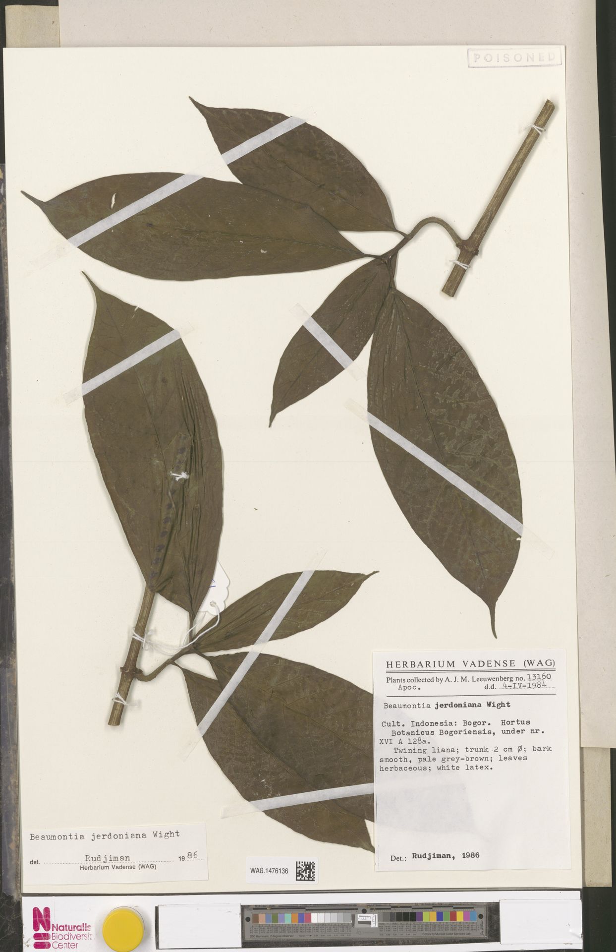 Arauto de Flor Média Jerdoniana
