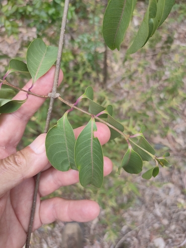 Viúva-alegre (Cipó-de-borracha)