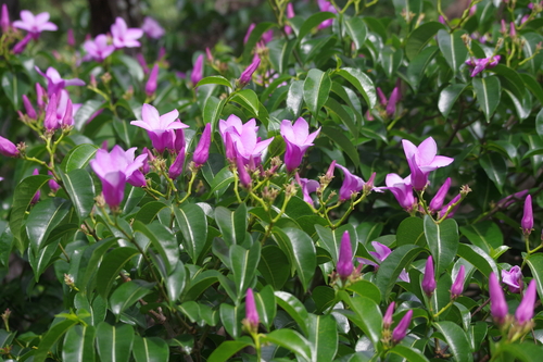 Viúva-alegre (Cipó-de-borracha)