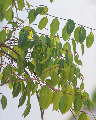 Viúva-alegre (Cipó-de-borracha)
