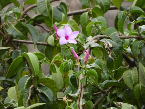 Viúva-alegre (Cipó-de-borracha)