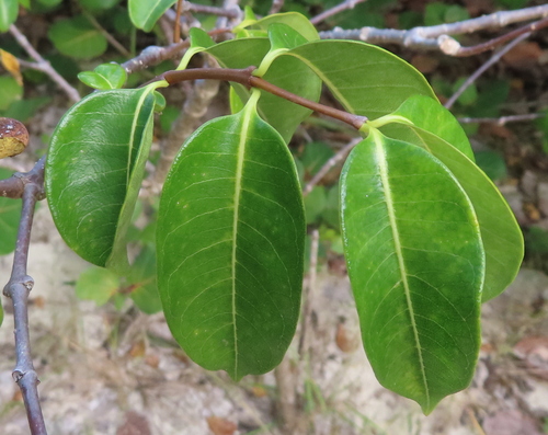 Cipó-de-borracha de Madagascar