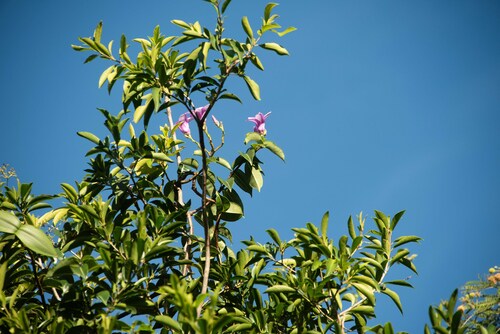 Hera de Madagascar Imperial