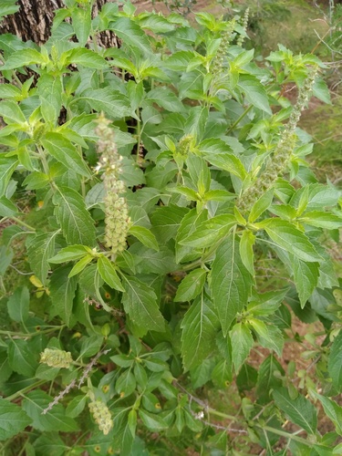 Alfavaca-cravo Medicinal