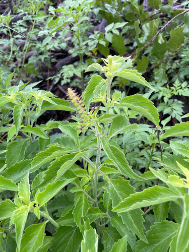 Alfavaca-cravo Medicinal