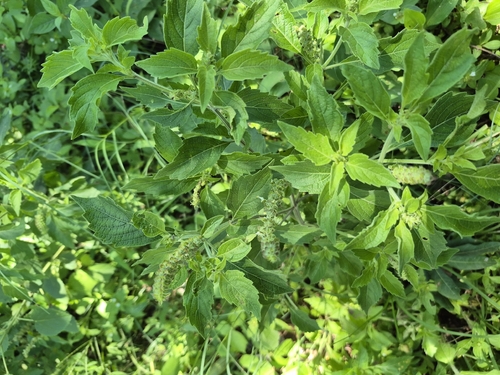 Alfavaca-cravo Medicinal