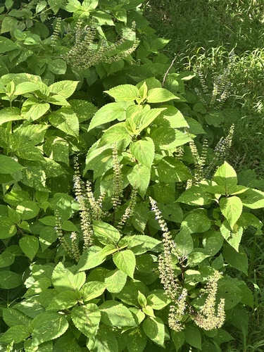 Alfavaca-cravo Medicinal