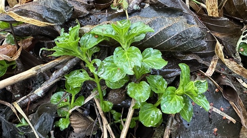 Poejo de Chá (Mentha pulegium)