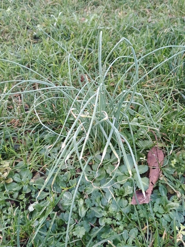 Cebolinha Francesa (Chives)