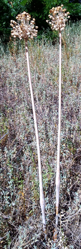 Cebola Roxa Cabeça