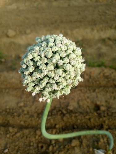 Cebola Roxa Cabeça