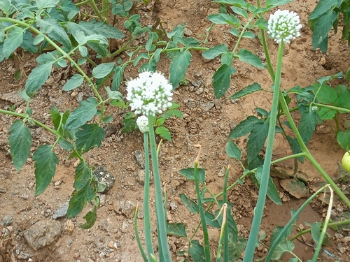 Cebola Roxa Cabeça