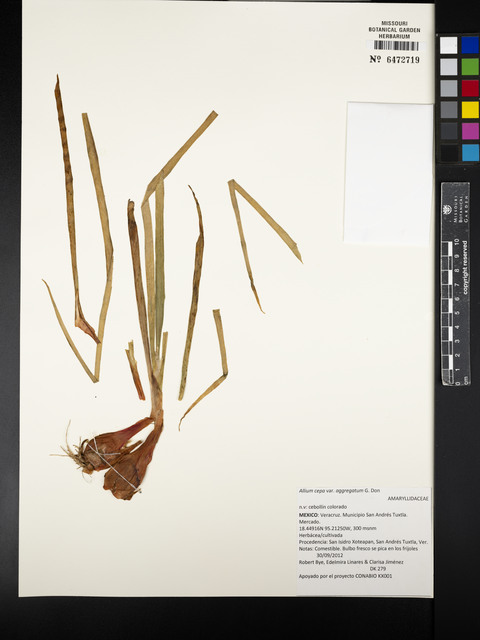 Chalota (Cebola Echalote)