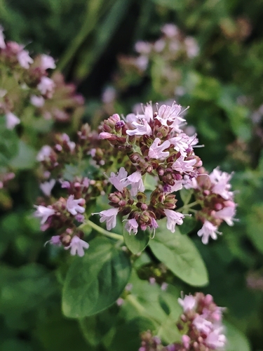 Orégano Comum Aromático