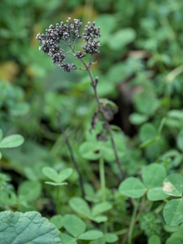 Orégano Comum Aromático