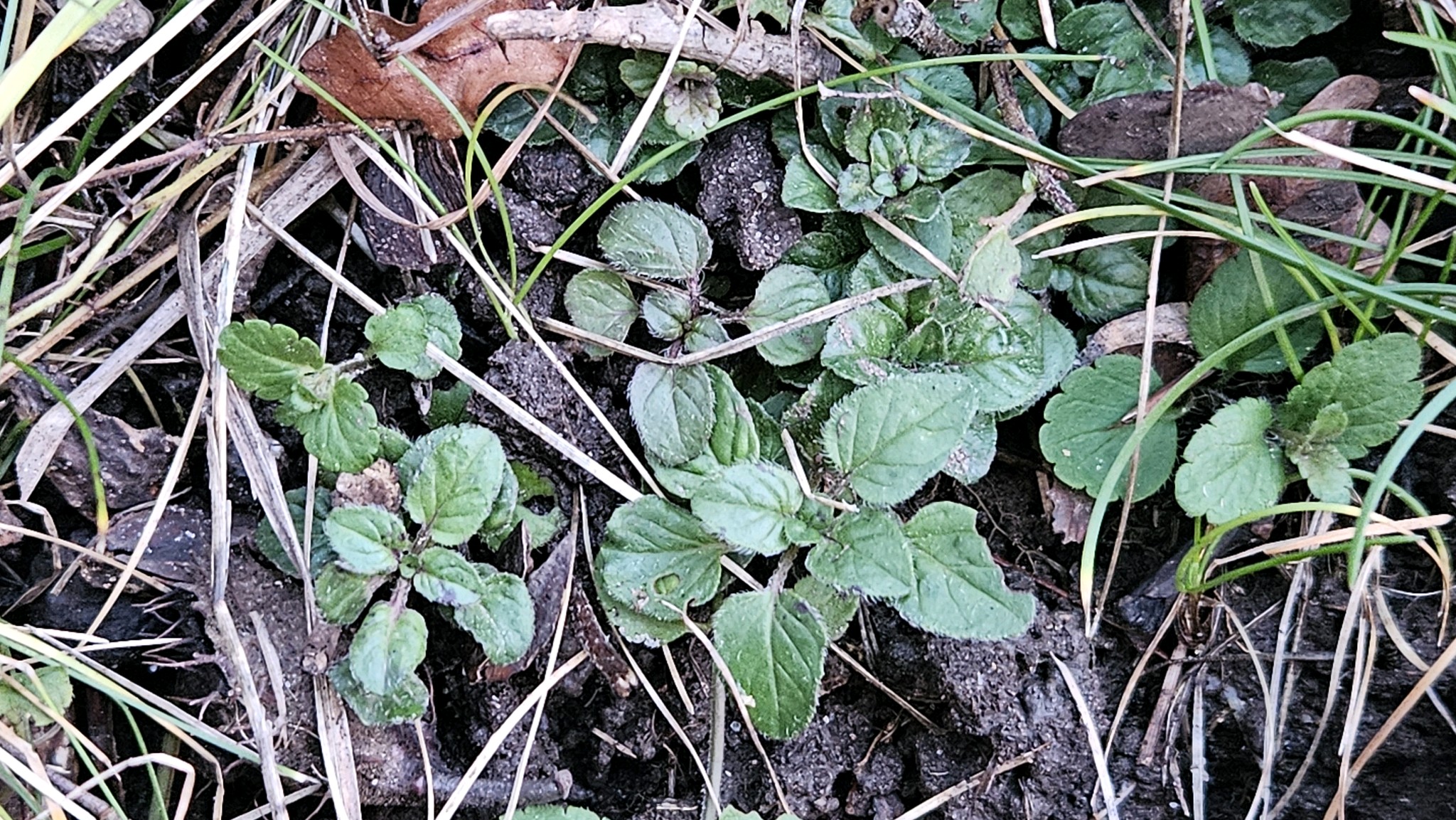 Orégano Comum Aromático