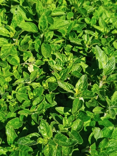Manjerona de Horta