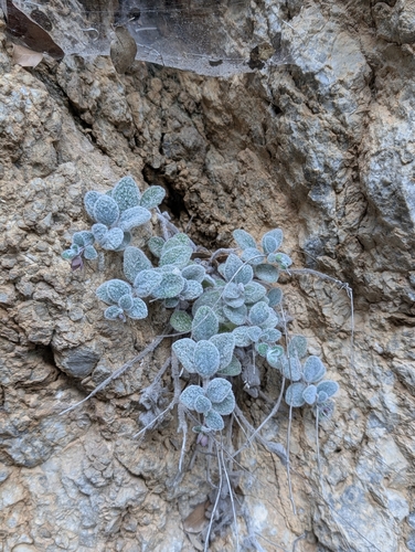 Díctamo-de-creta