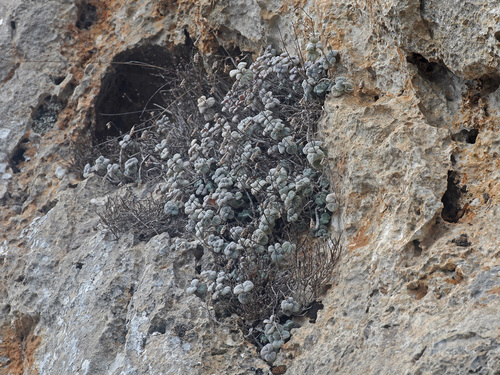 Díctamo-de-creta