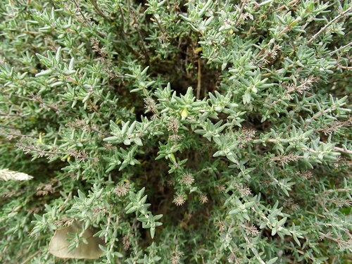 Tomilho Variegado de Prata