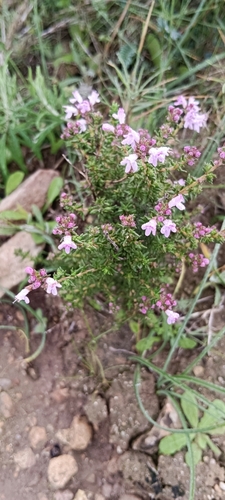 Tomilho Variegado de Prata