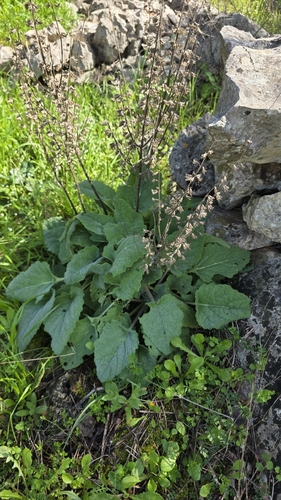 Sálvia Esclareia Perfumada
