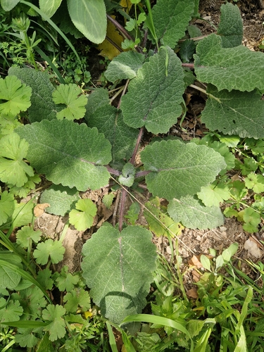 Sálvia Esclareia Perfumada