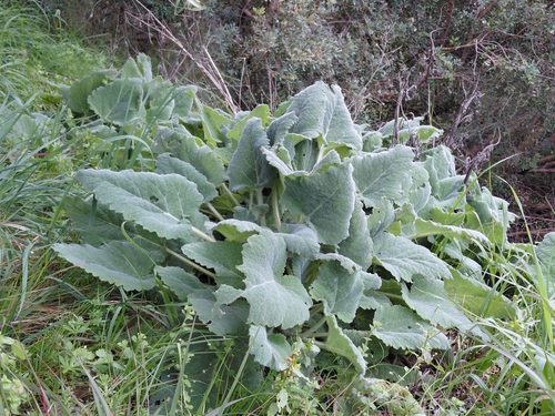 Sálvia Esclareia Perfumada