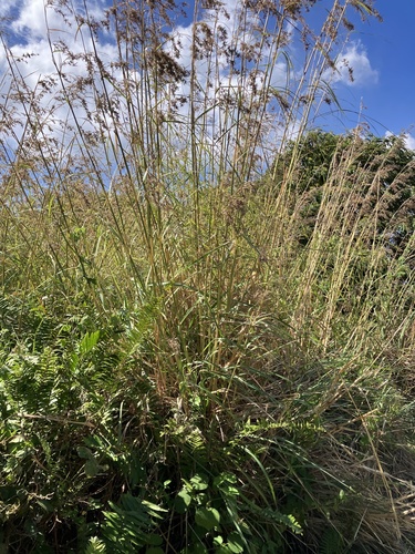 Citronela Repelente (Capim)