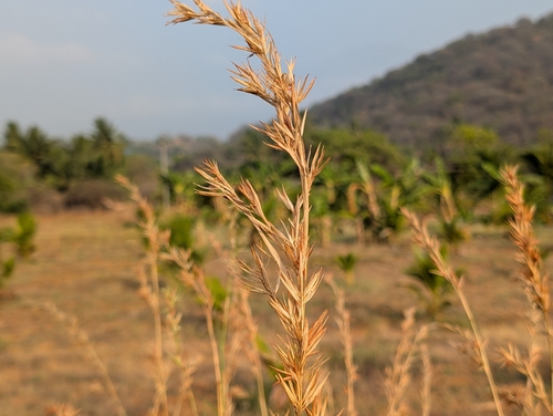 Citronela Repelente (Capim)