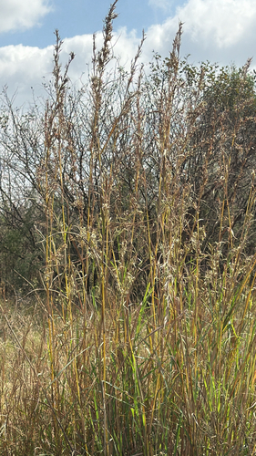 Citronela Repelente (Capim)