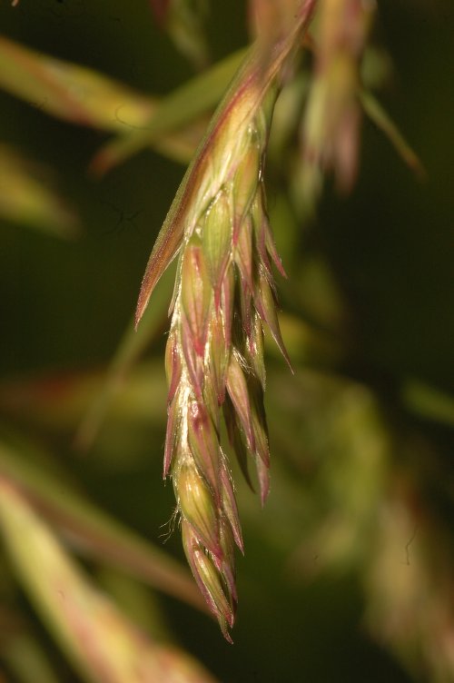 Citronela de Java Vigorosa