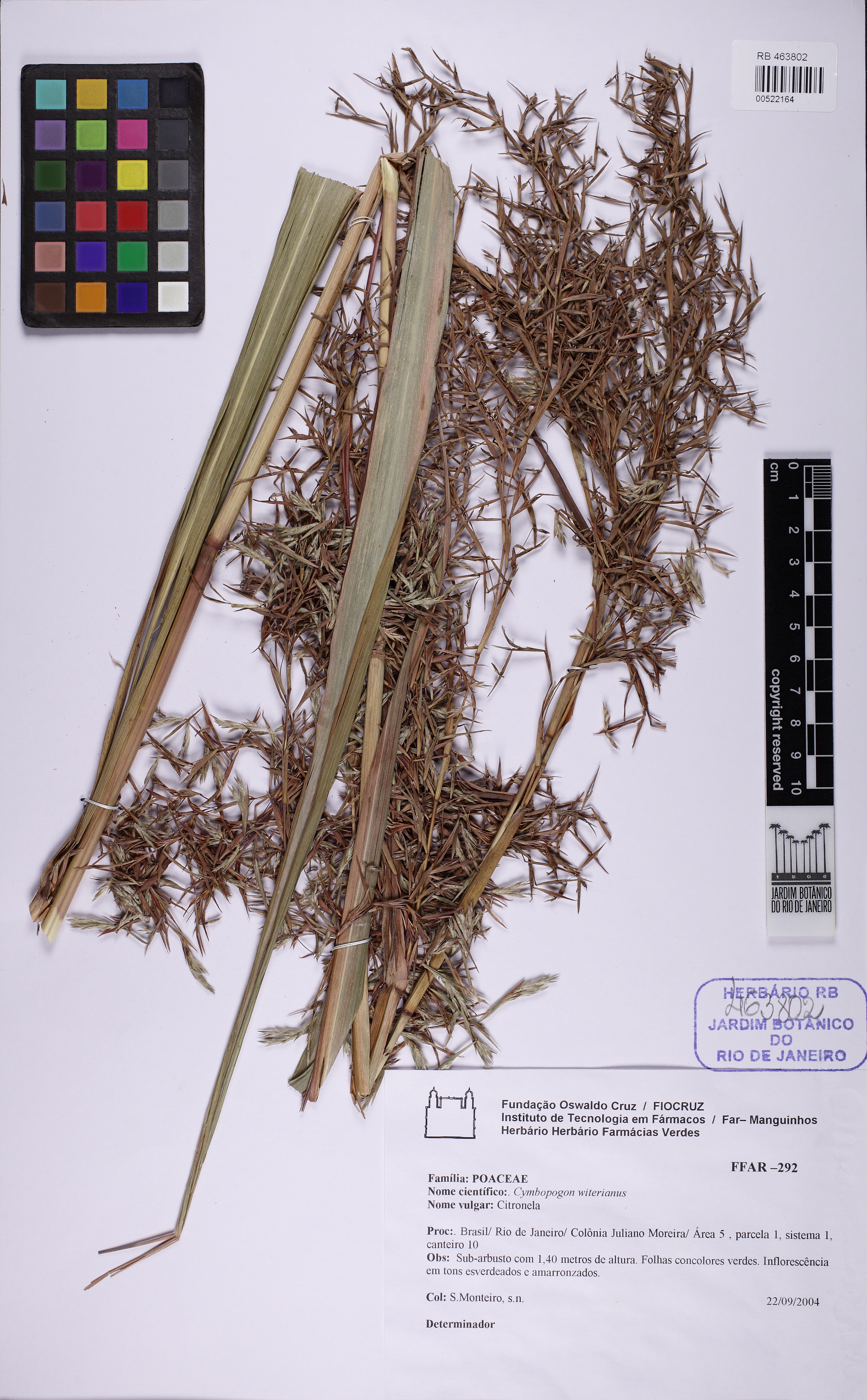 Citronela de Java Vigorosa