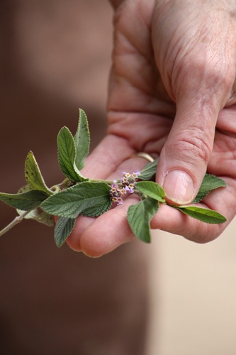 Erva-cidreira de Arbusto (Lippia)