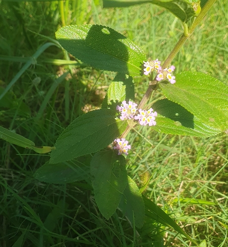 Erva-cidreira de Arbusto (Lippia)