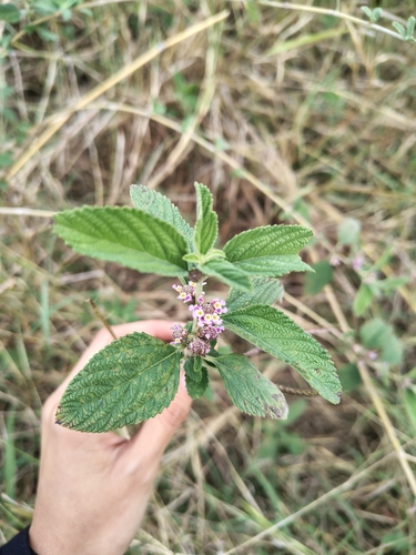 Erva-cidreira de Arbusto (Lippia)