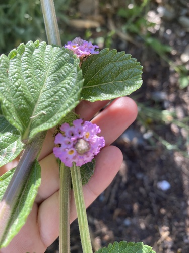Erva-cidreira de Arbusto (Lippia)
