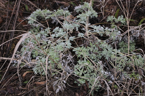 Absinto (Losna Medicinal)