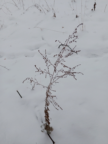 Absinto (Losna Medicinal)