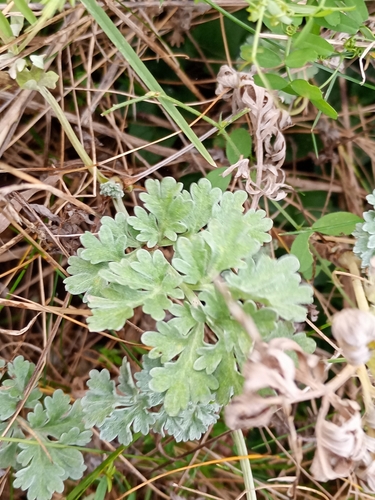 Absinto (Losna Medicinal)